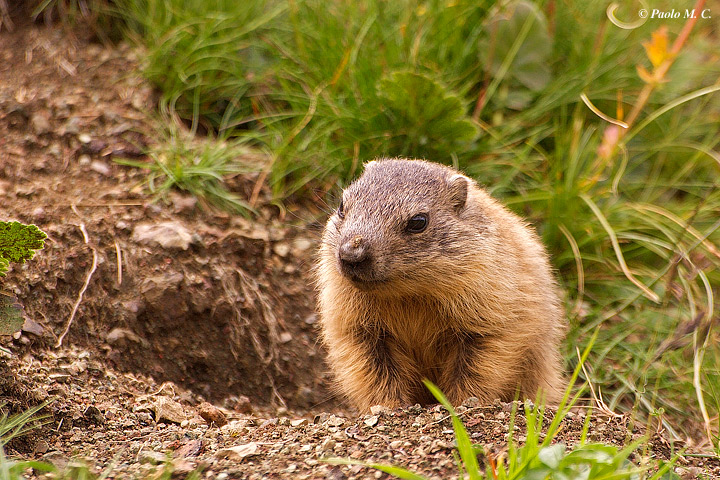 Cucciolo di marmotta